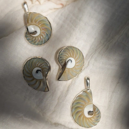 Nautilus shell pendant and stud earrings wrapped in sterling silver. Natural earth collective, Ohio