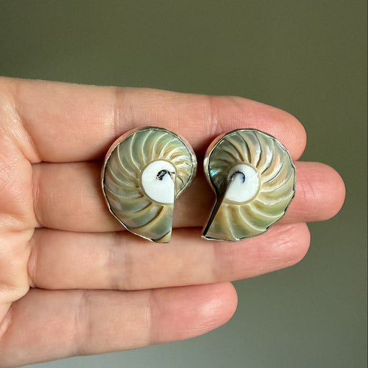 Nautilus shell stud earrings wrapped in sterling silver. Natural earth collective, Ohio